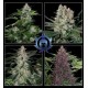 ASSORTED AUTO * BUDDHA SEEDS 10 SEMI FEM 