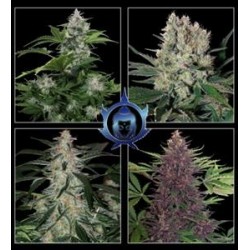 ASSORTED AUTO * BUDDHA SEEDS 10 SEMI FEM 