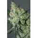 WHITE RUSSIAN * SERIOUS SEEDS 11 SEMI REG