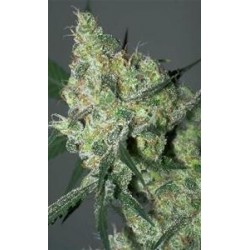 WHITE RUSSIAN * SERIOUS SEEDS 11 SEMI REG