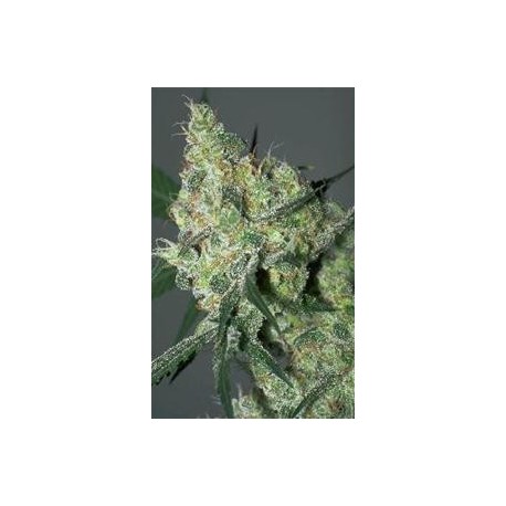 WHITE RUSSIAN * SERIOUS SEEDS 11 SEMI REG