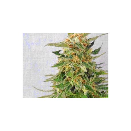 GINGER PUNCH AUTO (EX HOBBIT AUTOMATICA) * KANNABIA SEEDS 100 SEMI FEM 