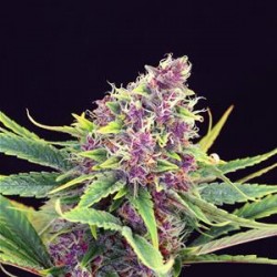 PURPLE KUSH * KANNABIA SEEDS 3 SEMI FEM 