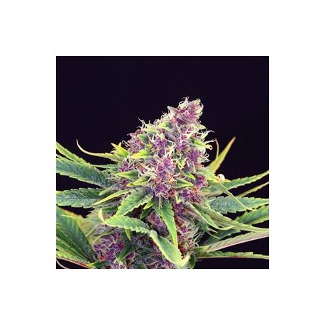 PURPLE KUSH * KANNABIA SEEDS 3 SEMI FEM 