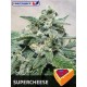 SUPERCHEESE * POSITRONICS FEMINIZED 5 SEMI 