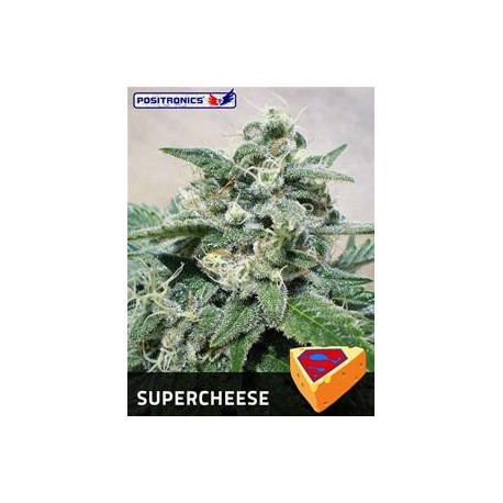 SUPERCHEESE * POSITRONICS FEMINIZED 5 SEMI 