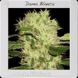 DAMA BLANCA* BLIM BURN 6 SEMI FEM