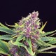 PURPLE KUSH * KANNABIA SEEDS 5 SEMI FEM 