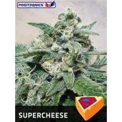 SUPERCHEESE * POSITRONICS FEMINIZED 3 SEMI 