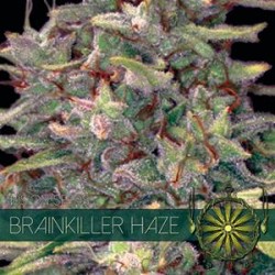 BRAINKILLER HAZE * VISION SEEDS 3 SEMI FEM