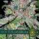 DOCTOR JAMAICA * VISION SEEDS 3 SEMI FEM