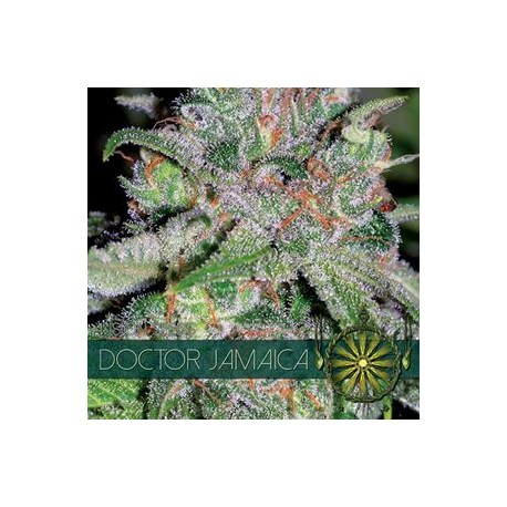 DOCTOR JAMAICA * VISION SEEDS 3 SEMI FEM