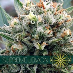 SUPREME LEMON * VISION SEEDS 3 SEMI FEM