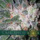 TOM KUSH OG * VISION SEEDS 3 SEMI FEM