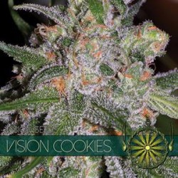 VISION COOKIES * VISION SEEDS 3 SEMI FEM