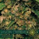 VISION CRITICAL AUTO* VISION SEEDS 3 SEMI FEM