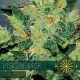 VISION JACK AUTO* VISION SEEDS 3 SEMI FEM