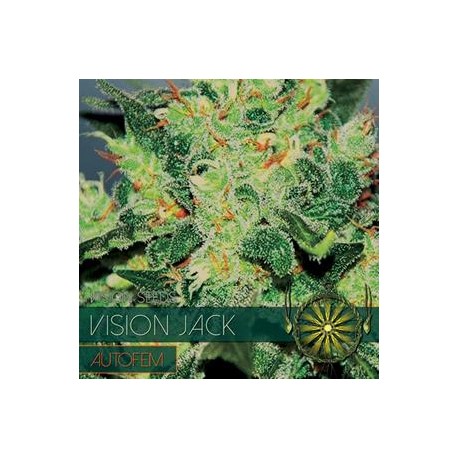 VISION JACK AUTO* VISION SEEDS 3 SEMI FEM