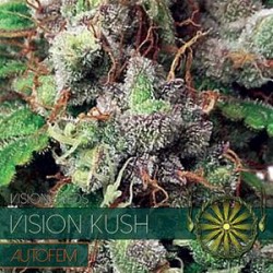 VISION KUSH AUTO* VISION SEEDS 5 SEMI FEM