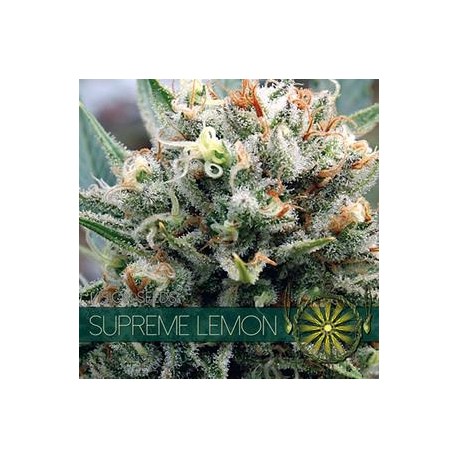 SUPREME LEMON * VISION SEEDS 5 SEMI FEM