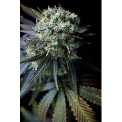 DINAMED CBD* DINAFEM SEEDS 3 SEMI FEM