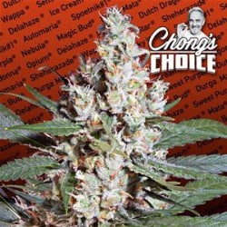 L.A. AMNESIA * PARADISE SEEDS FEMINIZED 10 SEMI 