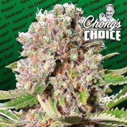 MENDONCINO SKUNK * PARADISE SEEDS FEMINIZED 10 SEMI 