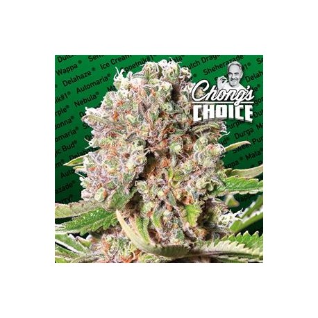 MENDONCINO SKUNK * PARADISE SEEDS FEMINIZED 10 SEMI 