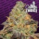 BLUE KUSH BERRY * PARADISE SEEDS FEMINIZED 5 SEMI 