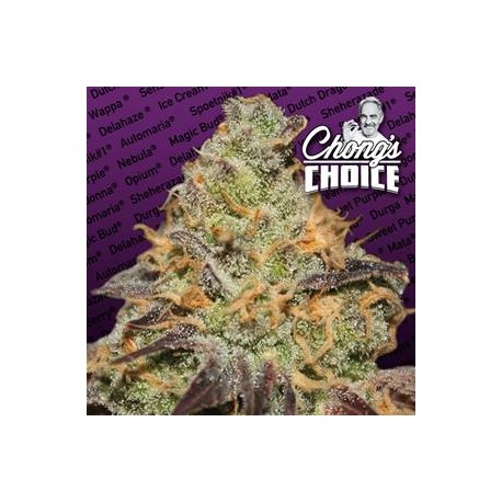 BLUE KUSH BERRY * PARADISE SEEDS FEMINIZED 5 SEMI 