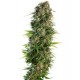 HINDU KUSH® * SENSI SEEDS 5 SEMI FEM