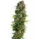 HINDU KUSH® * SENSI SEEDS 5 SEMI FEM