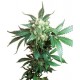 BLACK DOMINA® * SENSI SEEDS 10 SEMI FEM