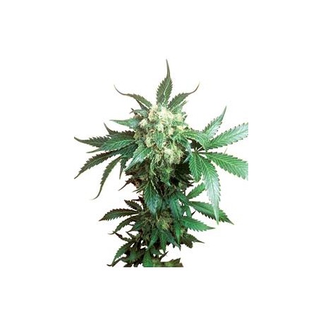 BLACK DOMINA® * SENSI SEEDS 10 SEMI FEM