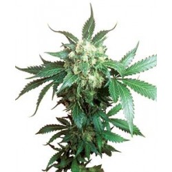 BLACK DOMINA® * SENSI SEEDS 5 SEMI FEM