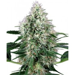 POWER PLANT AUTO * WHITE LABEL 5 SEMI FEM 