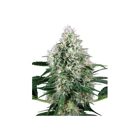 POWER PLANT AUTO * WHITE LABEL 5 SEMI FEM 