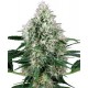 POWER PLANT AUTO * WHITE LABEL 10 SEMI FEM 