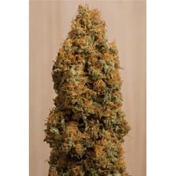 GREEN CRACK CBD*HUMBOLDT SEEDS 3 SEMI FEM