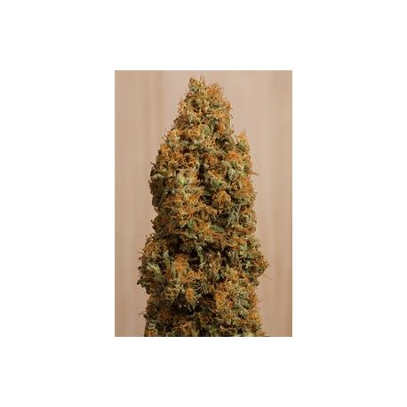 GREEN CRACK CBD*HUMBOLDT SEEDS 3 SEMI FEM