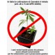 AUTO BLUEBERRY GHOST OG * ORIGINAL SENSIBLE SEED 50 SEMI FEM