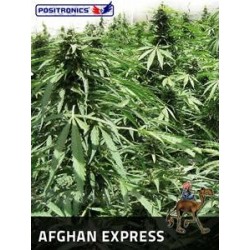 AFGHAN EXPRESS * POSITRONICS FEMINIZED 1 SEME