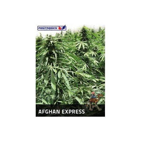 AFGHAN EXPRESS * POSITRONICS FEMINIZED 1 SEME