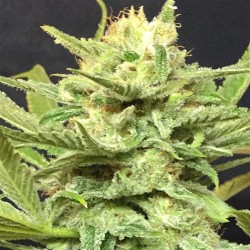 GIRL SCOUT COOKIES * ORIGINAL SENSIBLE SEED 25 SEMI FEM