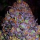 PURPLE HAZE AUTO * ORIGINAL SENSIBLE SEED 50 SEMI FEM