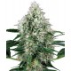 PURE POWER PLANT AUTO * SENSI WHITE LABEL 3 SEMI FEM 