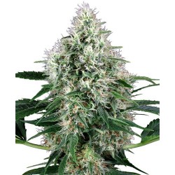 PURE POWER PLANT AUTO * SENSI WHITE LABEL 3 SEMI FEM 