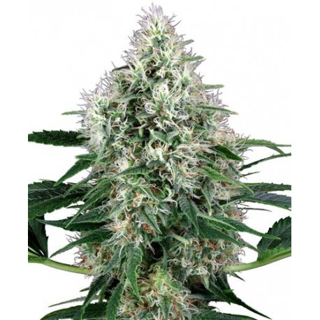 PURE POWER PLANT AUTO * SENSI WHITE LABEL 10 SEMI FEM 