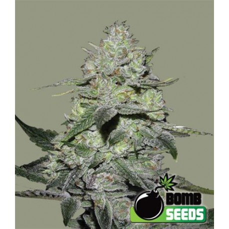 GORILLA BOMB * BOMB SEEDS 5 SEMI FEM 