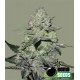 GORILLA BOMB * BOMB SEEDS 10 SEMI FEM 